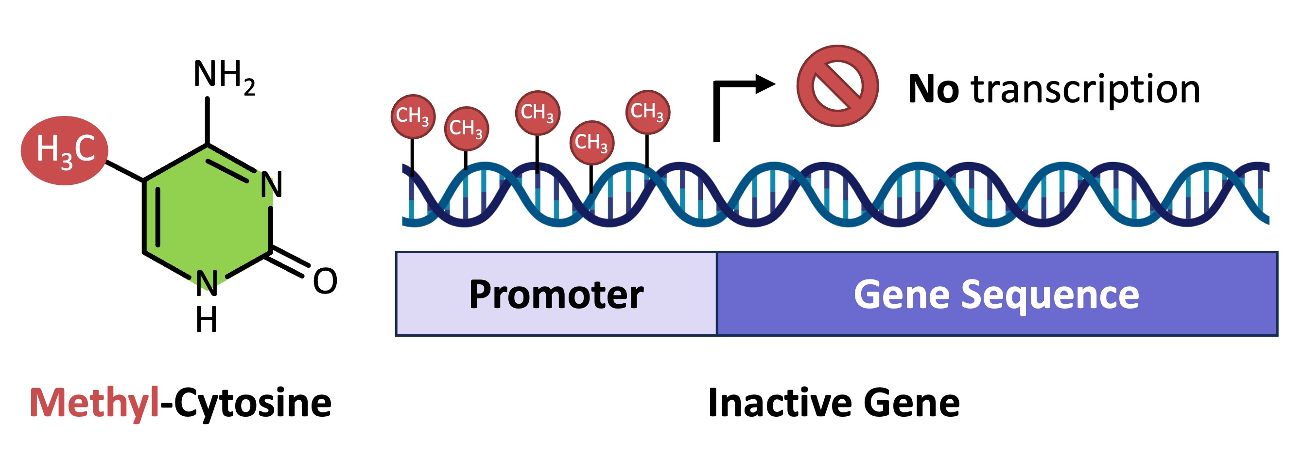epigenetic-tags